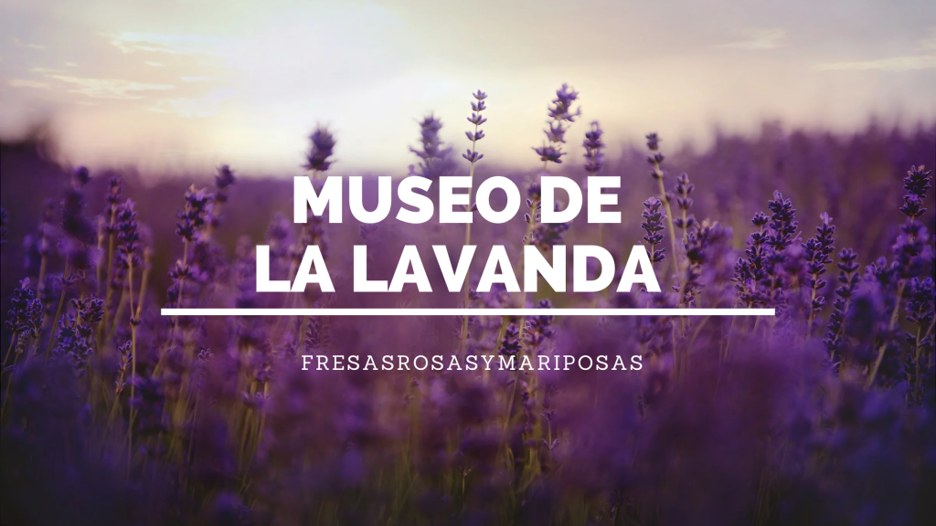 MUSEO DE LA LAVANDA